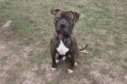An adult large-sized male Pit Bull Terrier dog named Frank for adoption in Kansas City, MO