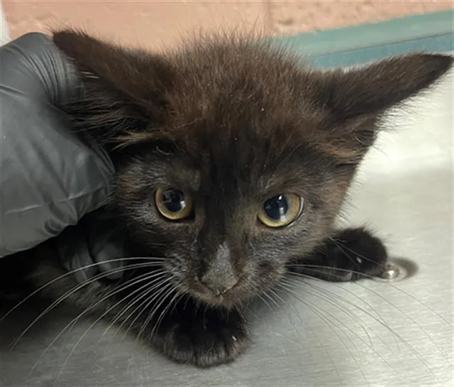 A baby small-sized female Domestic Short Hair cat named Yew for adoption in Columbia, SC