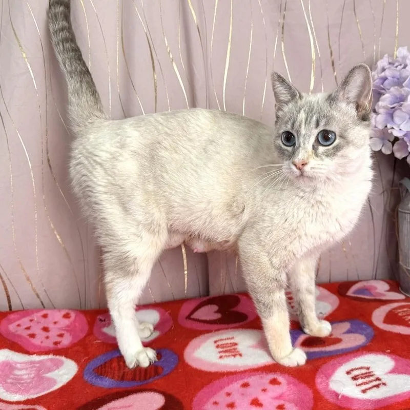 An adult medium-sized female Gray & White Siamese cat named Libby for adoption in Long Beach, MS