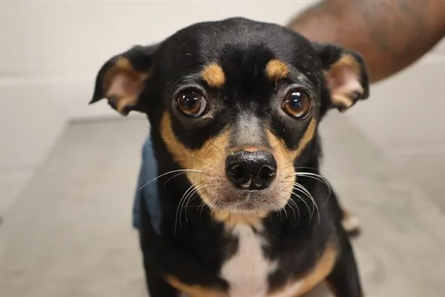 An adult small-sized female Mixed Breed dog named Firefly for adoption in Columbia, SC