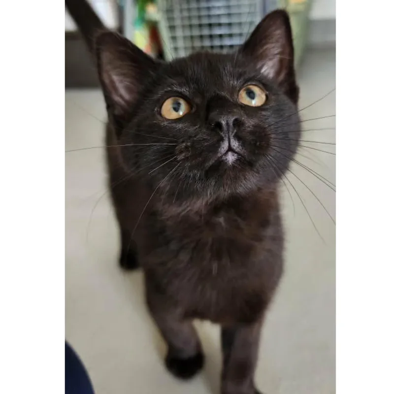 A baby small-sized male Black Domestic Short Hair cat named Hammer for adoption in Stoughton, WI