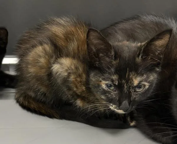 A baby small-sized female Domestic Short Hair cat named Sf Leena for adoption in Lawrenceville, GA