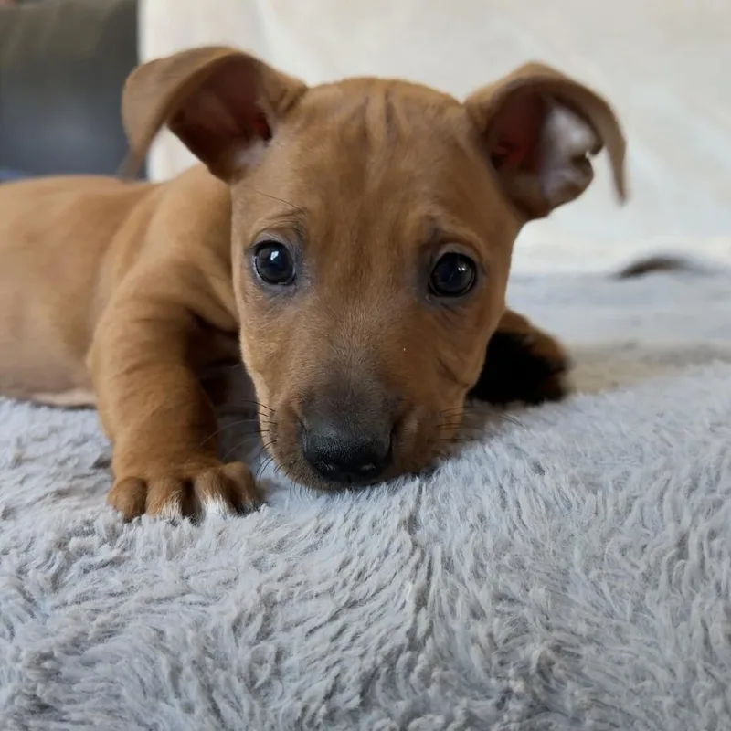 Peony's Pup Cork thumbnail 2