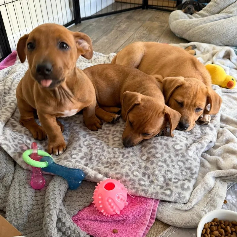 Peony's Pup Cork thumbnail 3