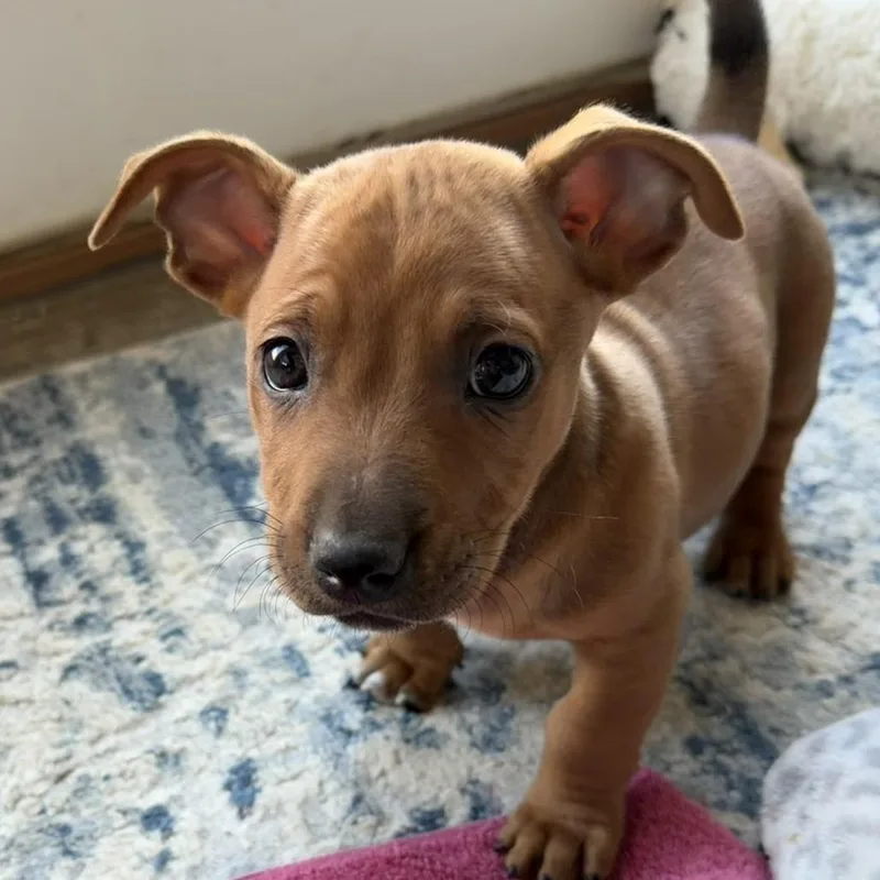 Peony's Pup Cork thumbnail 4