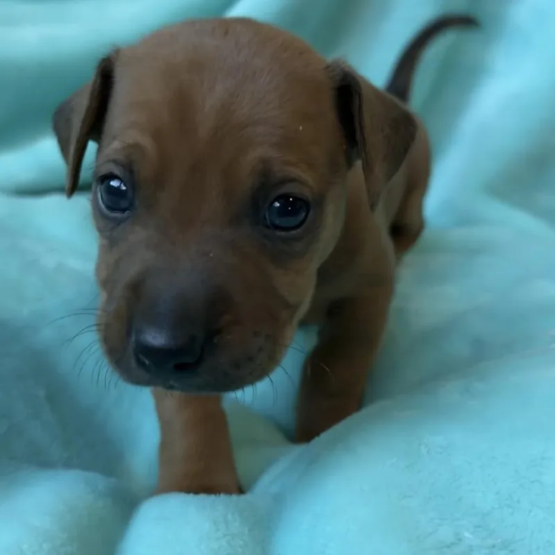 Peony's Pup Cork thumbnail 5