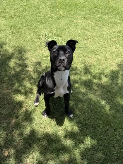 A young medium-sized male Mixed Breed dog named Poke for adoption in Memphis, TN