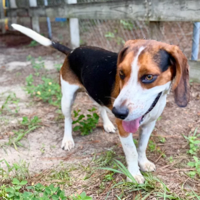 An adult medium-sized male Yellow / Tan / Blond / Fawn Beagle dog named Merle for adoption in Milton, FL