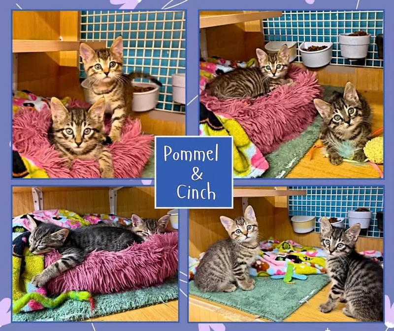 A baby small-sized female Tabby (Brown / Chocolate) Domestic Short Hair cat named Pommel & Cinch for adoption in Manhattan, KS