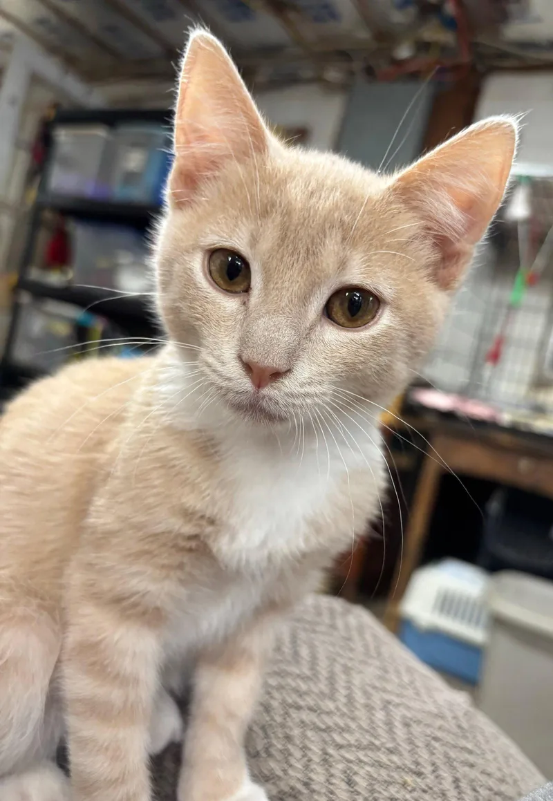 A baby medium-sized male Buff & White Domestic Short Hair cat named Foxy for adoption in Forest, VA