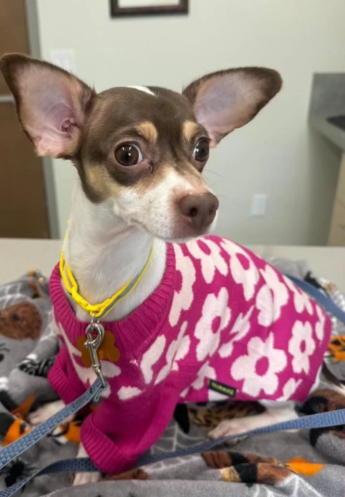 A young small-sized female Chihuahua dog named Bella for adoption in Amity, OR
