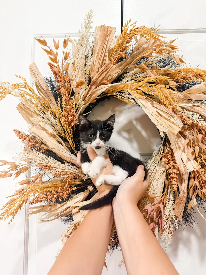 A baby small-sized female Black & White / Tuxedo Munchkin cat named Chihuro for adoption in Goodyear, AZ