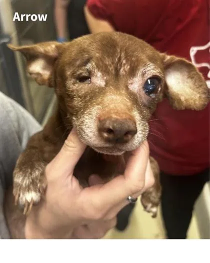 A baby small-sized male Mixed Breed dog named Arrow for adoption in Munster, IN