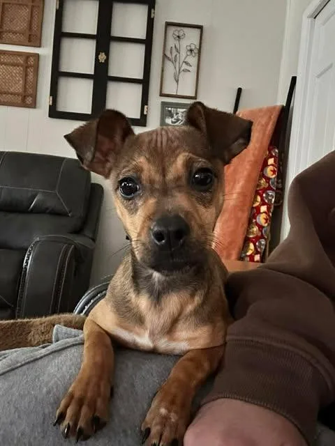 A baby small-sized female Chihuahua dog named Java for adoption in Virginia Beach, VA