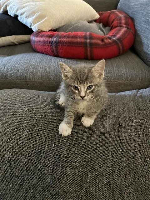 A baby small-sized male Domestic Short Hair cat named Pauly for adoption in Camarillo, CA