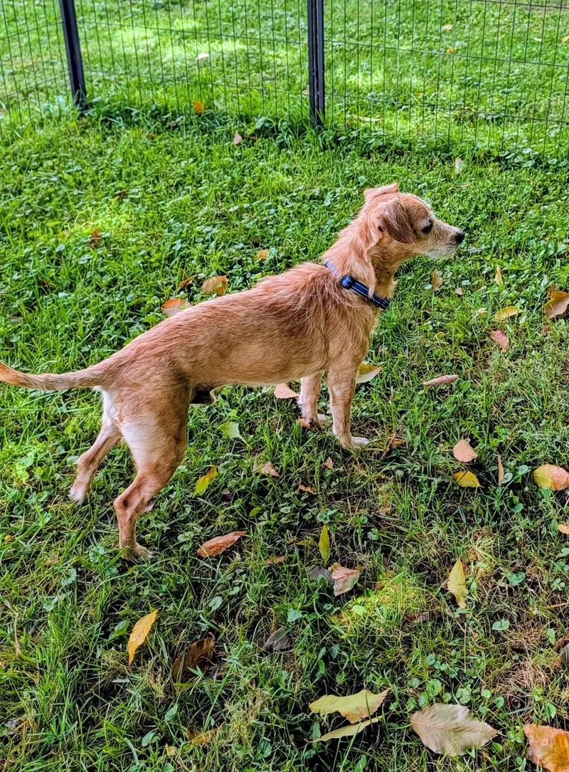 An adult small-sized male Golden Cairn Terrier dog named Cracker Jack for adoption in Valley City, OH