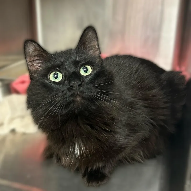 Midnight Breeze thumbnail 2