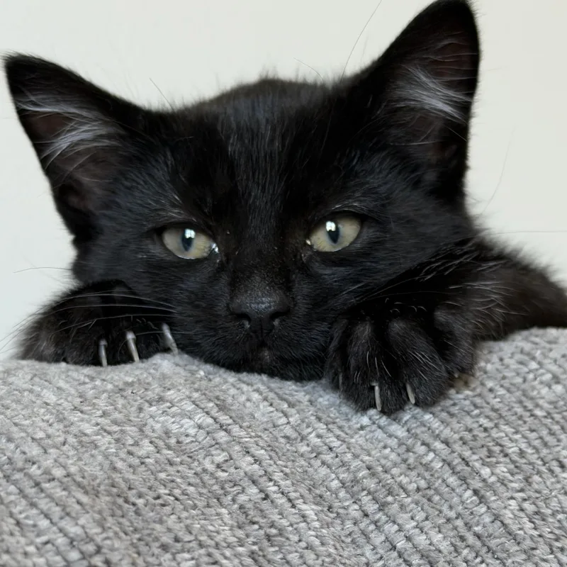 A baby medium-sized male Black Domestic Short Hair cat named Atticus for adoption in Germansville, PA