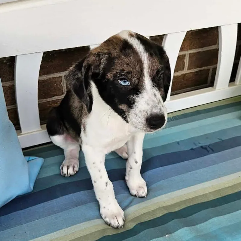 A baby medium-sized male Black Mixed Breed dog named Clutch for adoption in Fredericksburg, VA