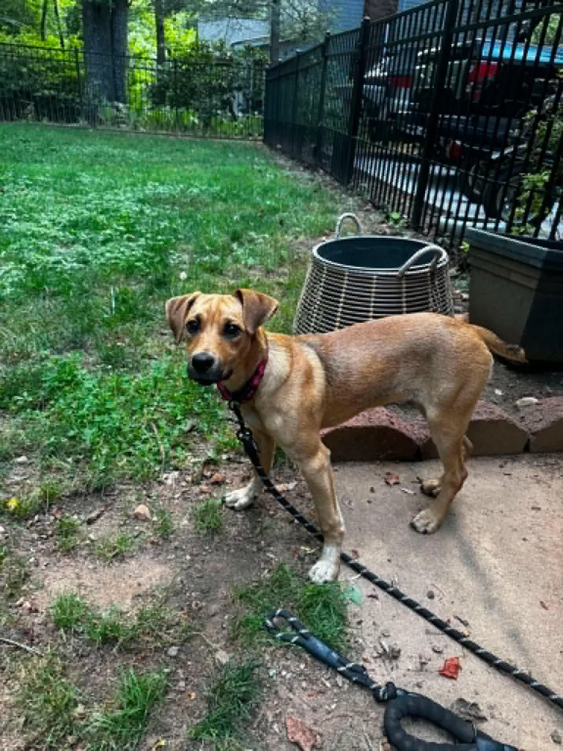 A young medium-sized male Mixed Breed dog named Ruffin for adoption in Shelburne, VT