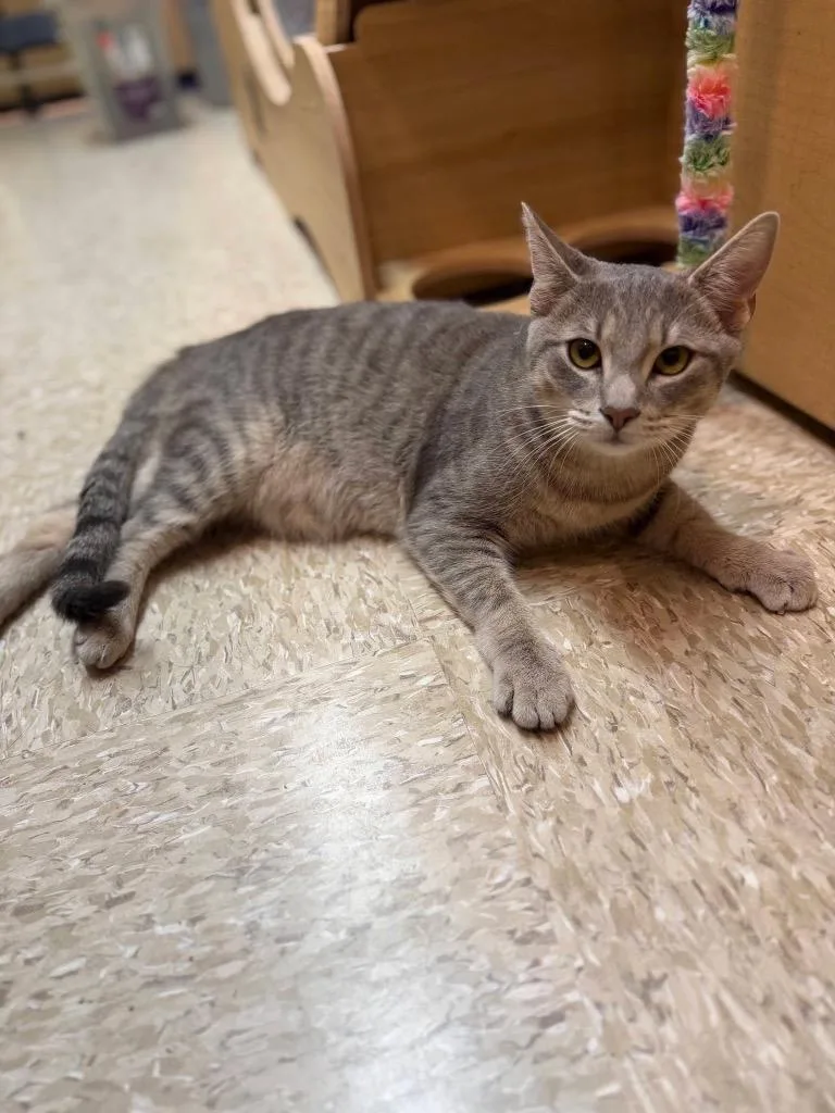 A baby medium-sized male Domestic Short Hair cat named Rocket for adoption in Tampa, FL