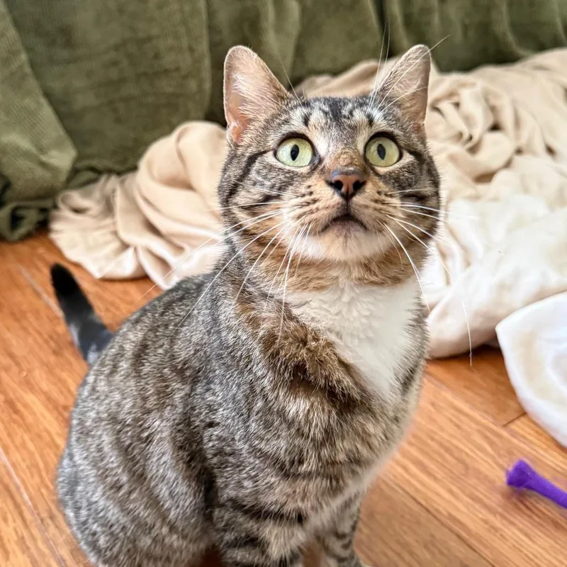 A young medium-sized female Brown / Chocolate Domestic Short Hair cat named Willow for adoption in Gibsonia, PA