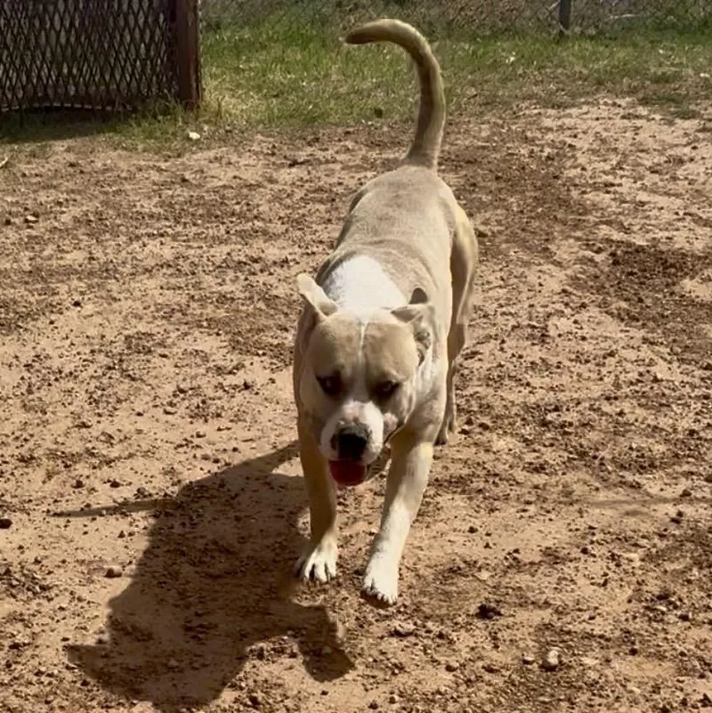 Moonshine thumbnail 2