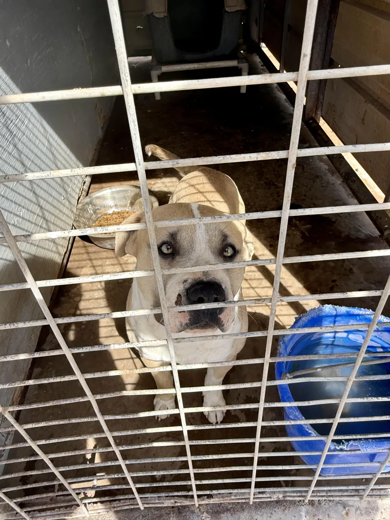 Moonshine thumbnail 4