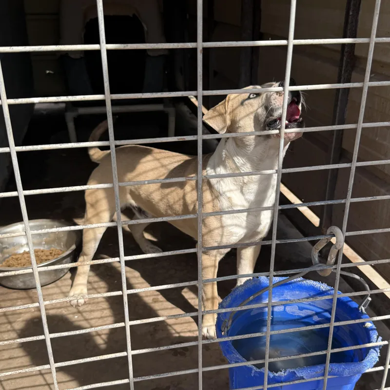 Moonshine thumbnail 5