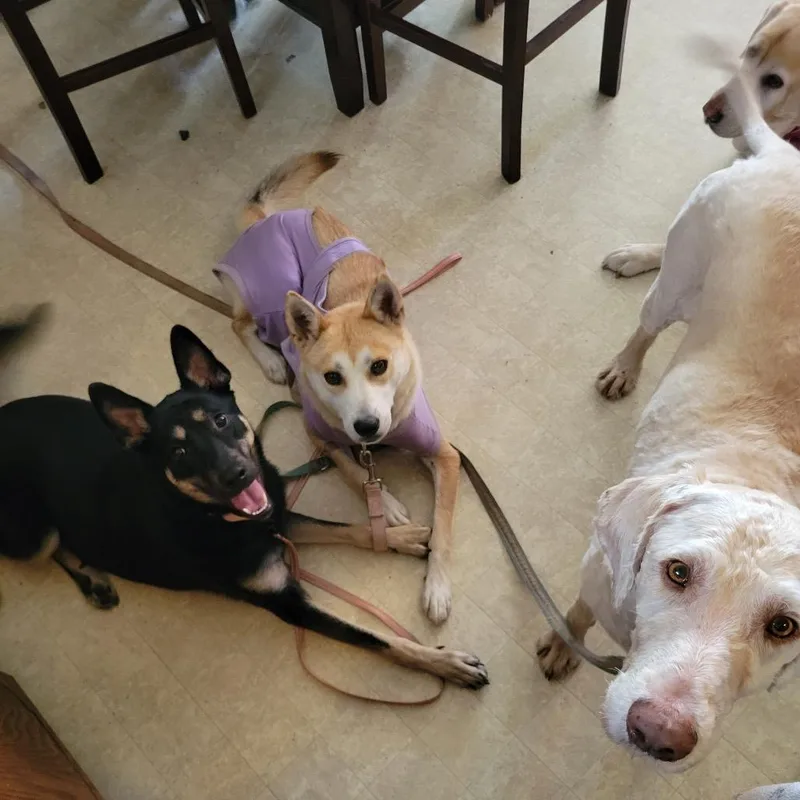 A young medium-sized female Mixed Breed dog named Georgia for adoption in Buffalo, MN