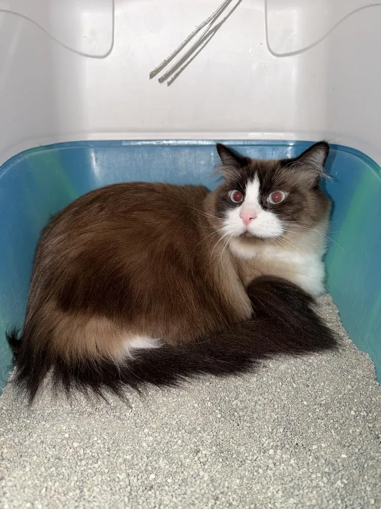 An adult large-sized female Snowshoe cat named Birdie for adoption in Ontario, CA