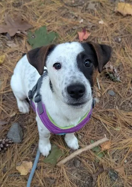 A young small-sized male Jack Russell Terrier dog named Buzz for adoption in Nashua, NH