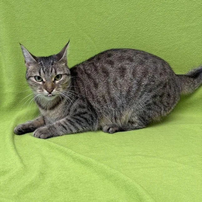 A young medium-sized female Tabby (Brown / Chocolate) Domestic Short Hair cat named Suzannah for adoption in Valdosta, GA