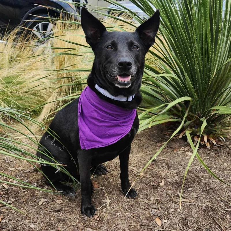 Chetty Jum thumbnail 2