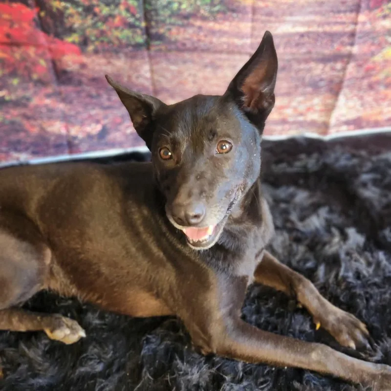 Chetty Jum thumbnail 6