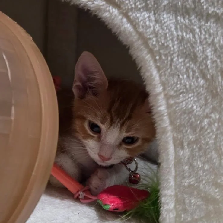 Oliver thumbnail 2