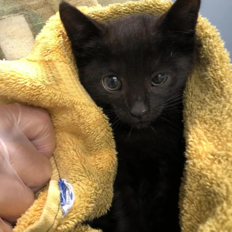 A baby small-sized female Black Domestic Short Hair cat named Buzz for adoption in Oak Park, IL