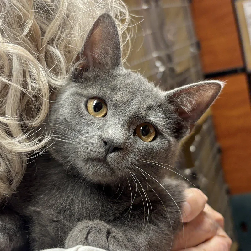 A baby medium-sized male Gray / Blue / Silver Domestic Short Hair cat named Slate for adoption in Sonora, CA