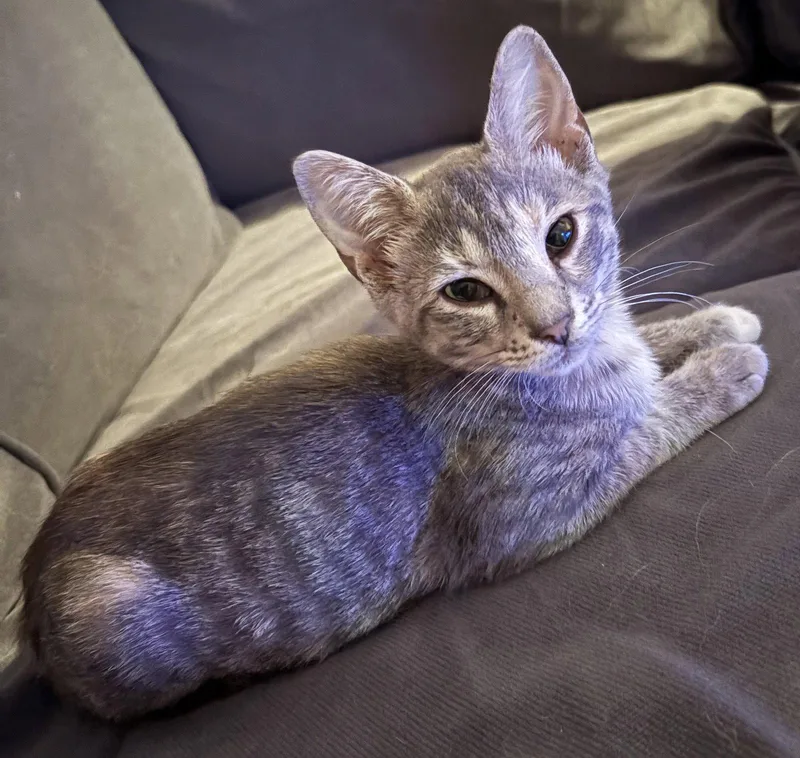 A baby medium-sized female Gray & White Domestic Short Hair cat named Pepper for adoption in Oviedo, FL