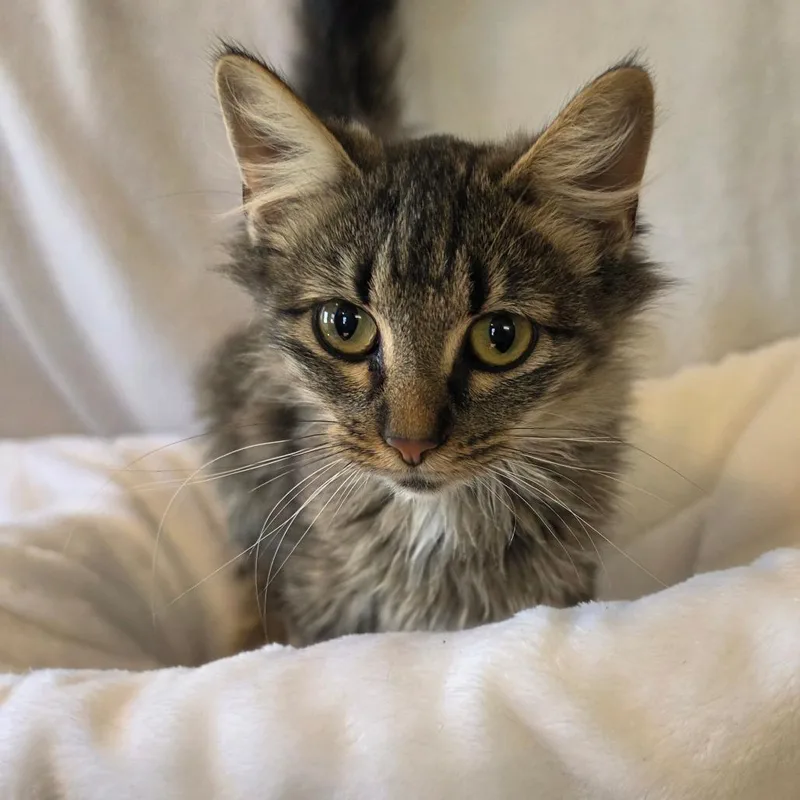 A young small-sized female Gray / Blue / Silver Domestic Long Hair cat named Juliet for adoption in Pittsburg, KS