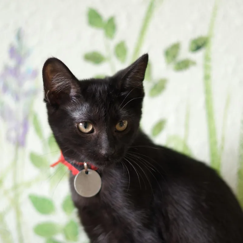 A baby medium-sized female Domestic Short Hair cat named Ms. Pink for adoption in Hot Springs, AR