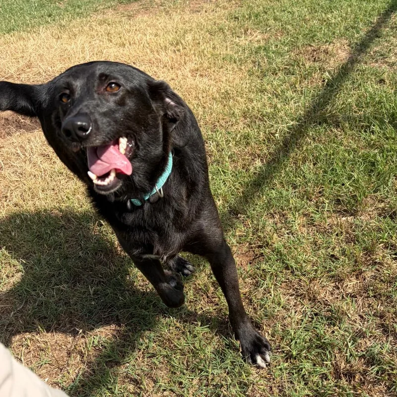 An adult medium-sized female Black Labrador Retriever dog named Gertie for adoption in Bend, OR
