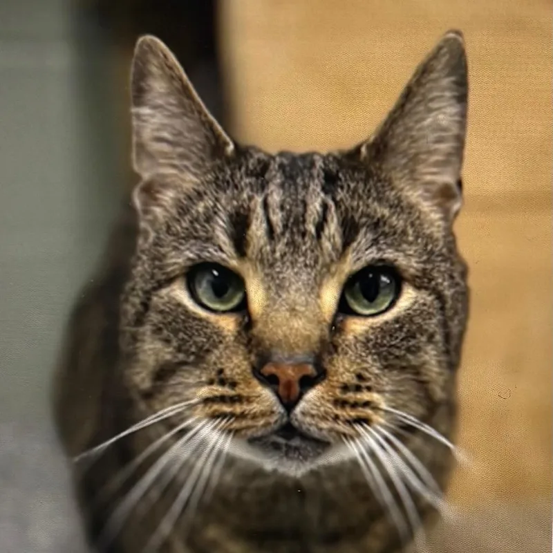 An adult large-sized male Brown / Chocolate Domestic Short Hair cat named Blue for adoption in Bristol, IN