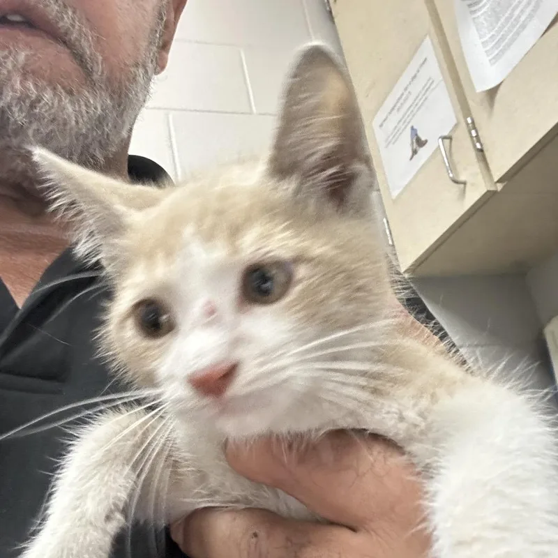 A baby small-sized female Buff / Tan / Fawn American Shorthair cat named Queen for adoption in Lufkin, TX