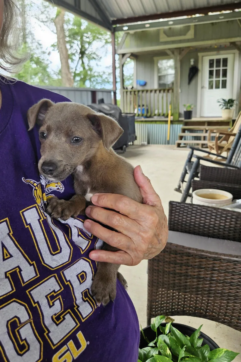 Raja Tiny Paws