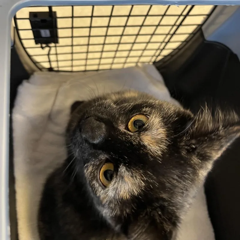 A young medium-sized female Tortoiseshell Domestic Short Hair cat named Maybelle for adoption in Mount Juliet, TN