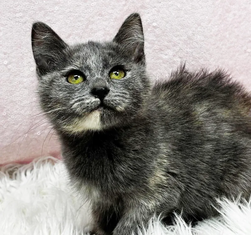 A baby small-sized female Dilute Tortoiseshell cat named Aspen our FLOOFY love for adoption in Bedford Hills, NY
