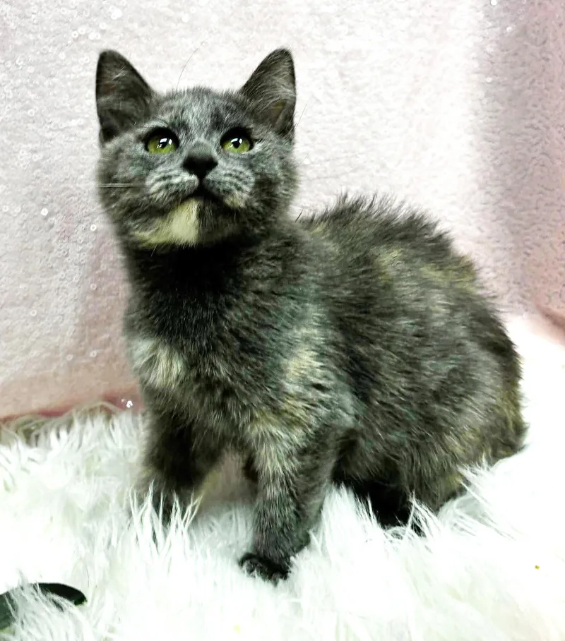 Aspen our FLOOFY love thumbnail 3