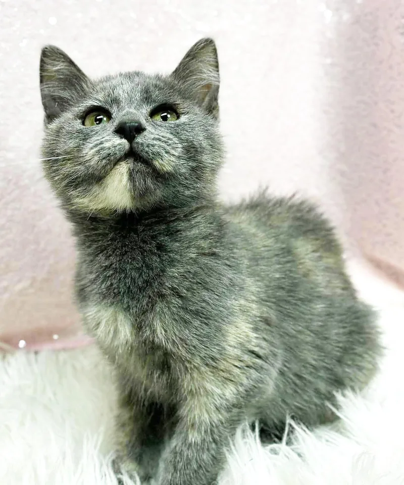 Aspen our FLOOFY love thumbnail 4