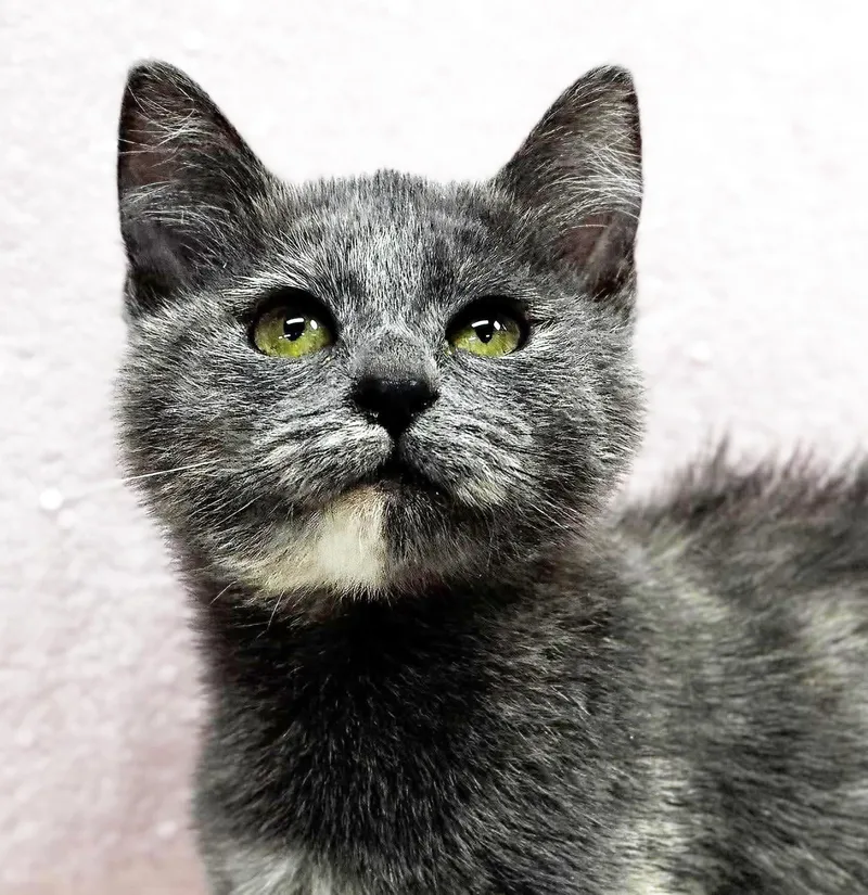 Aspen our FLOOFY love thumbnail 5